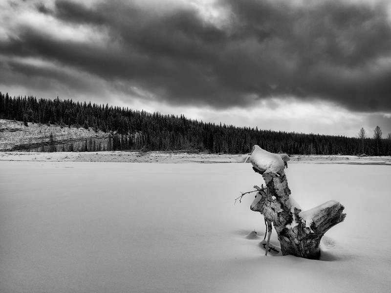 A stump protruding from some snow in Kananaskis Country, Alberta, Canada