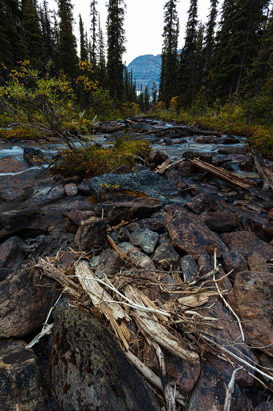 Deadwood caught up in some rocks in the stream leading up to Cirque Lake near Lake Louise in Alberta, Canada