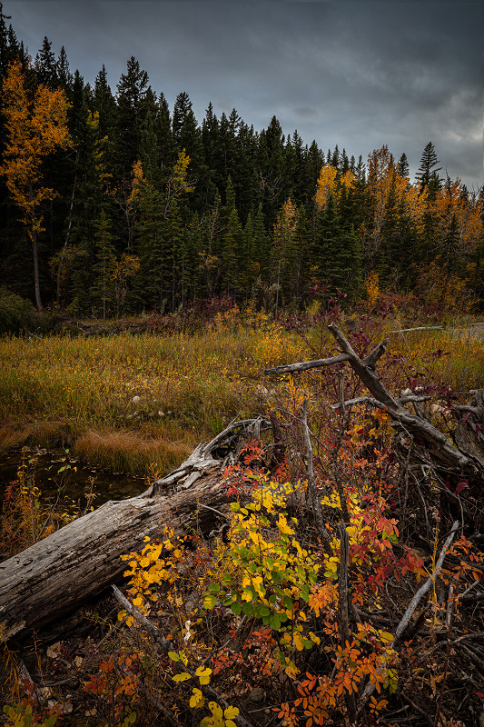An evening walk through Fish Creek Provincial Park in Calgary, Alberta, Canada reveals some beautiful colors as autumn slowly takes hold