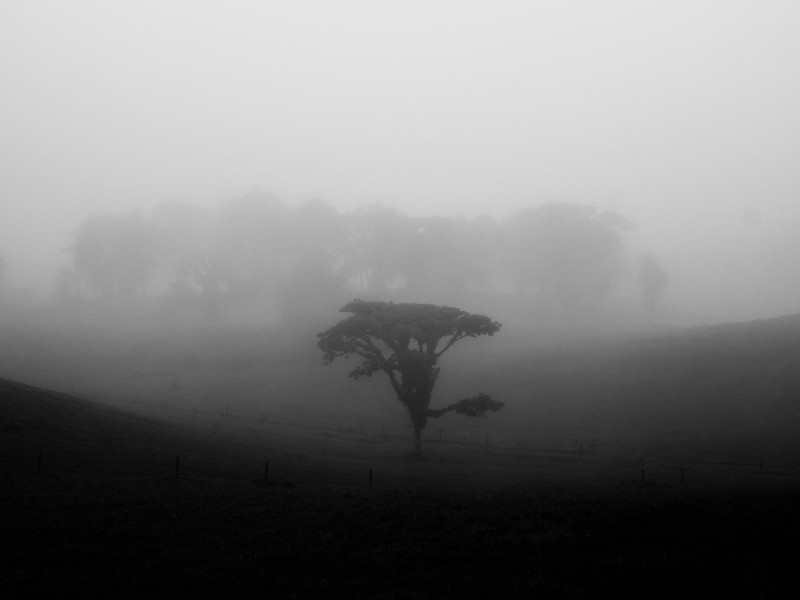 A single tree stands alone in the rain and fog along a highway in Costa Rica